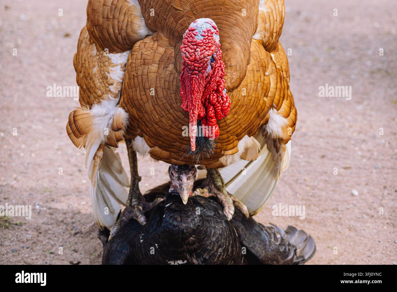 Un tacchino grande e sorprendente con un piumaggio bellissimo, catturato in un primo piano. Questa immagine permette di apprezzare le dimensioni impressionanti dell'uccello. Un maschio t Foto Stock