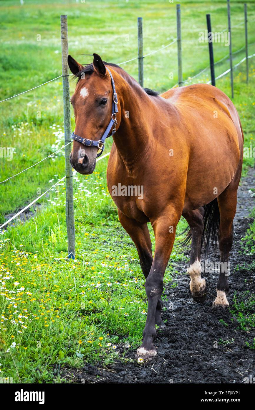 Bellissimi cavalli che posano in un prato. Foto stock Foto Stock
