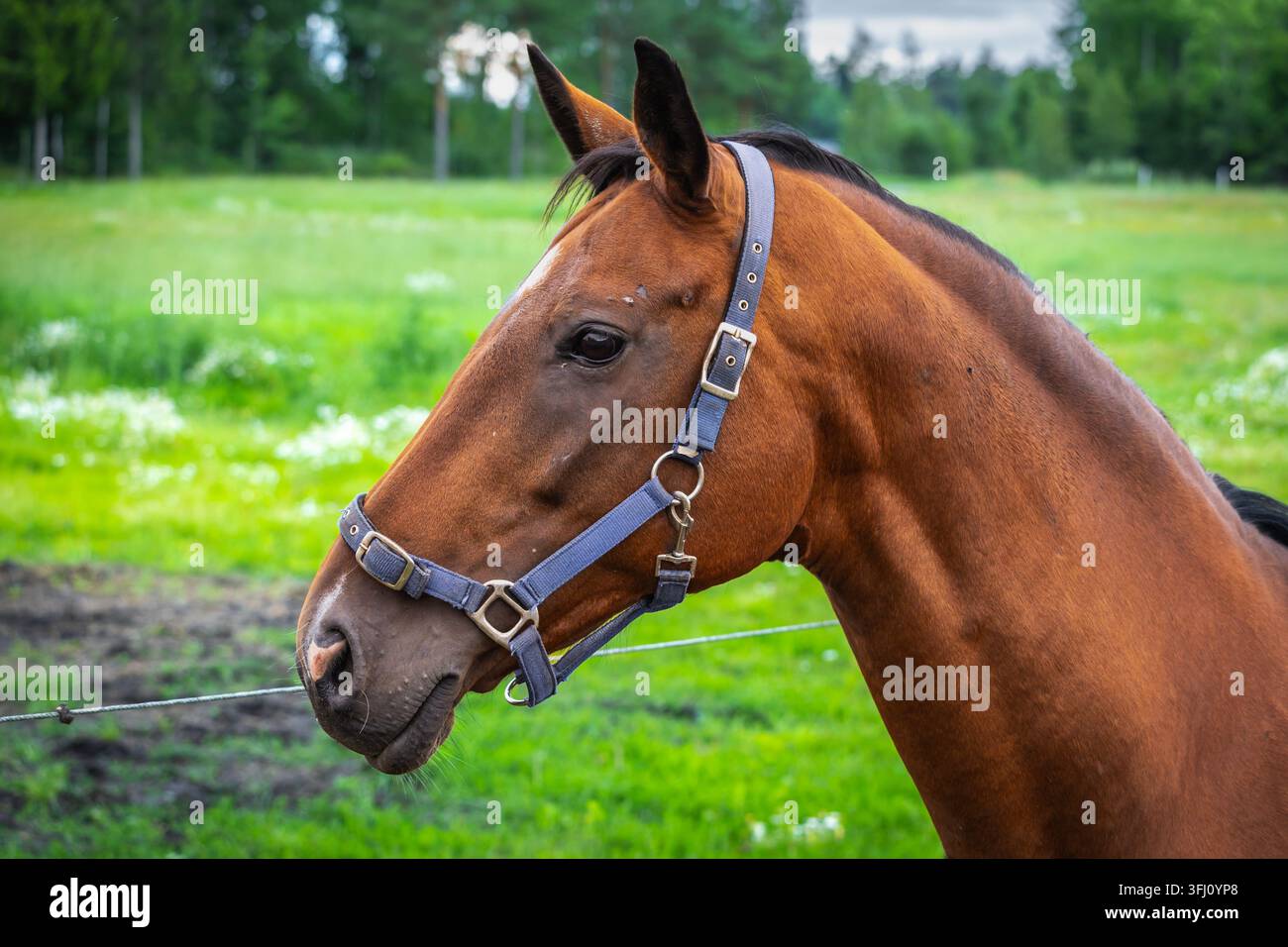 Bellissimi cavalli che posano in un prato. Foto stock Foto Stock