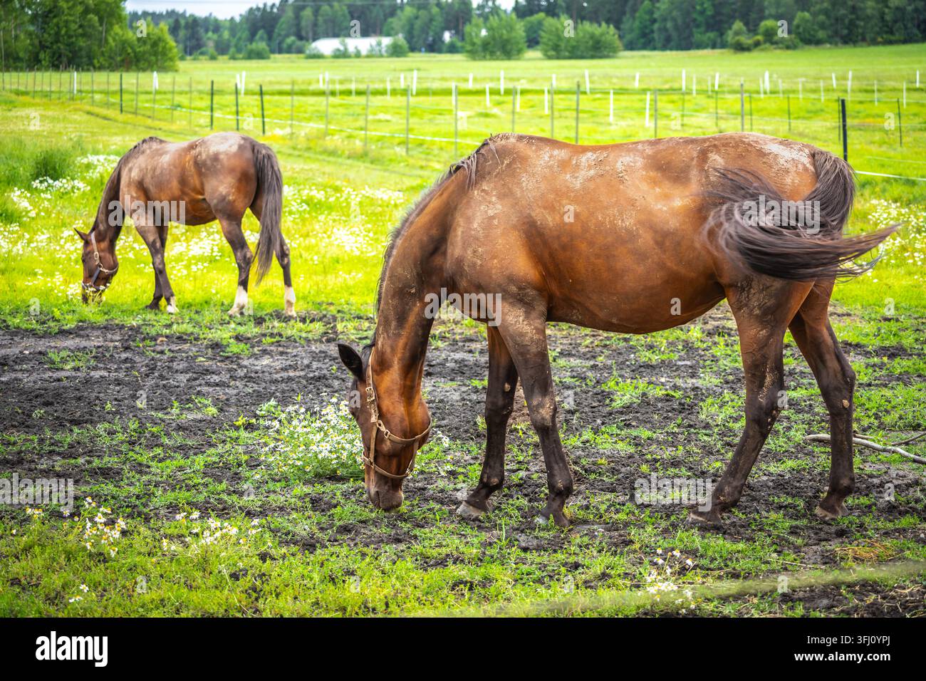 Bellissimi cavalli che posano in un prato. Foto stock Foto Stock