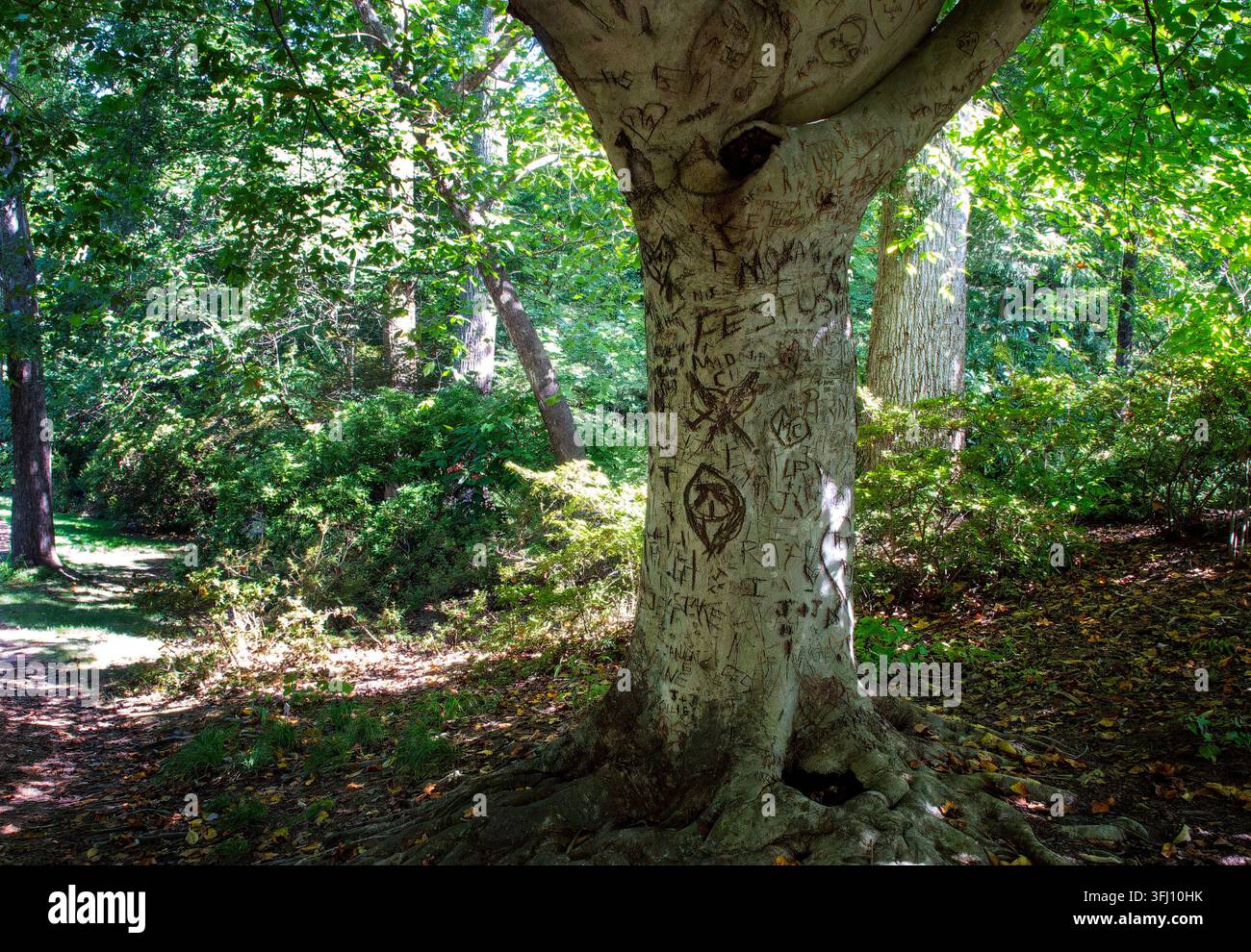 Un faggio americano (Fagus grandifolia) la cui corteccia liscia è ricoperta da incisioni e iniziali storiche Foto Stock