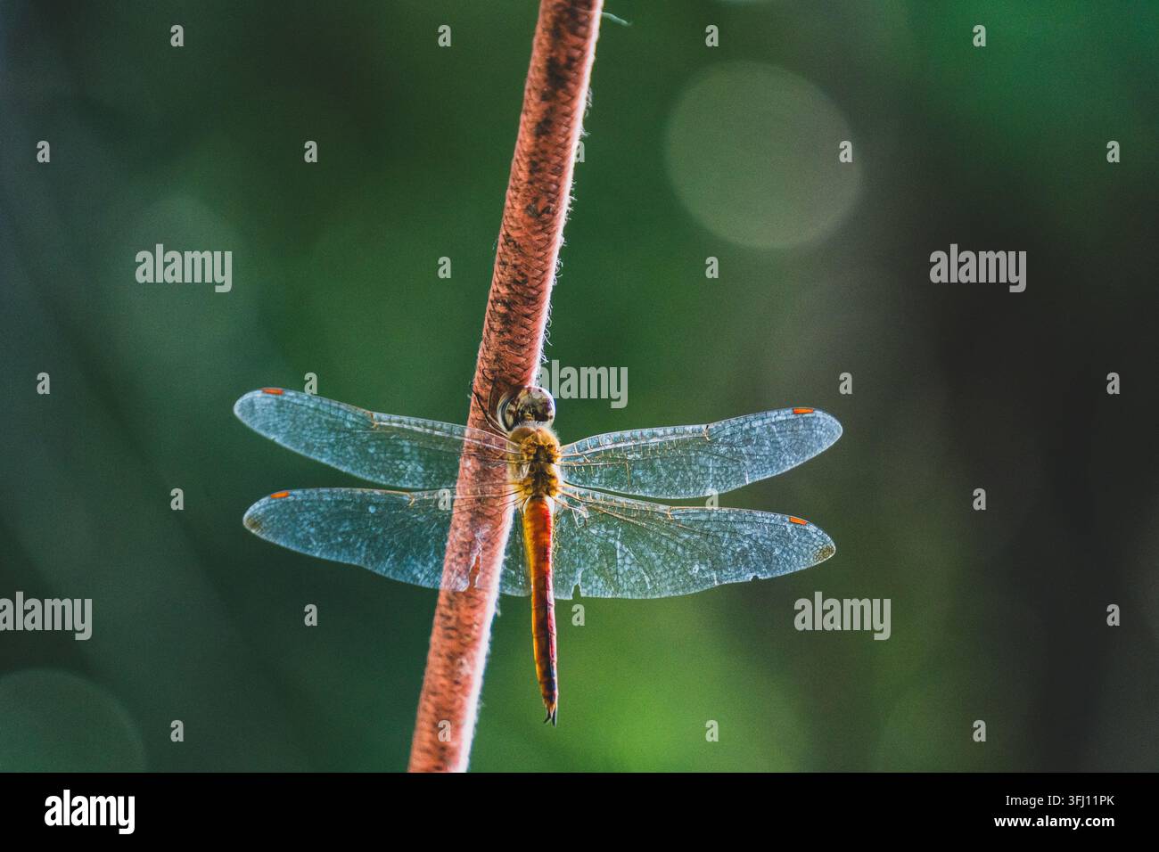Primo piano di una libellula (Anisoptera) appollaiata su uno stelo rossastro con ali trasparenti su uno sfondo verde morbido e luce bokeh brillante Foto Stock