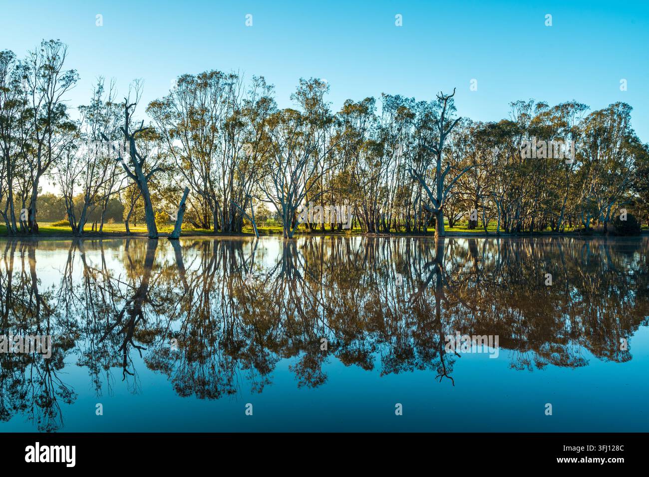 Luce dorata dell'alba che filtra tra gli alberi e si riflette su un lago tranquillo al Weir Park, Victoria, Australia Foto Stock