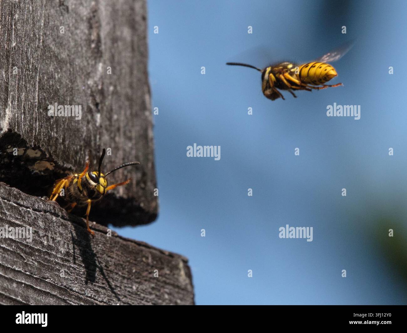 Vespe che entrano nell'ingresso di un nido di vespe costruito in una casa con fessure nella facciata in legno. È visibile una polvere insetticida secca applicata all'esterno per uccidere il nido. Foto Stock