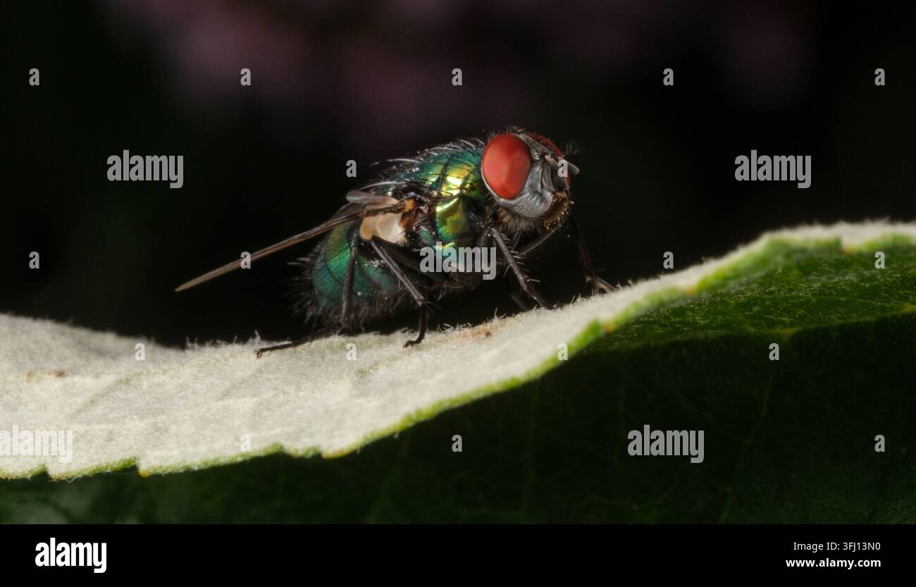Close-up macro di una mosca verde seduta su una foglia nell'Hampshire, Inghilterra Foto Stock