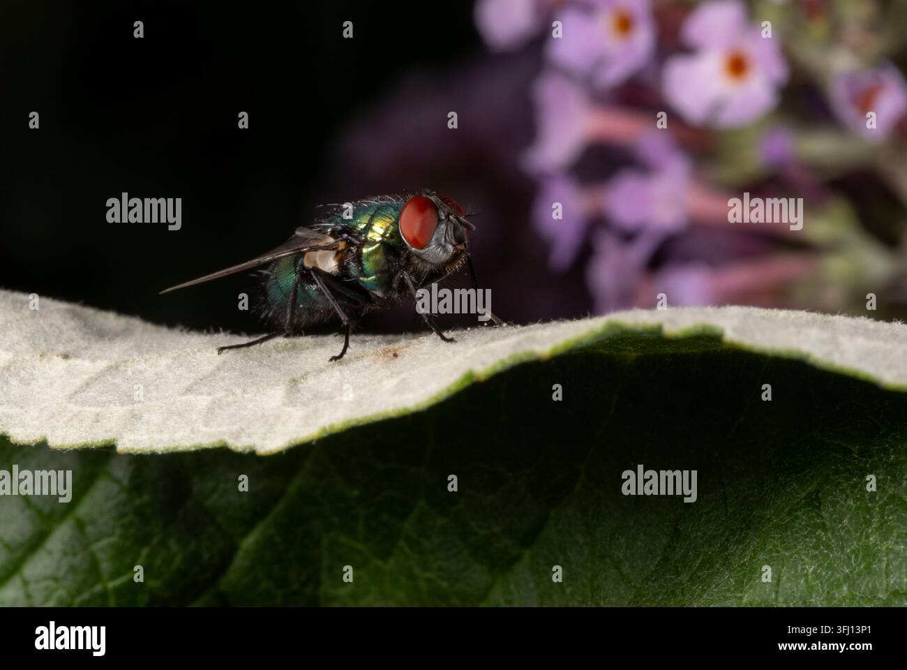 Close-up macro di una mosca verde seduta su una foglia nell'Hampshire, Inghilterra Foto Stock