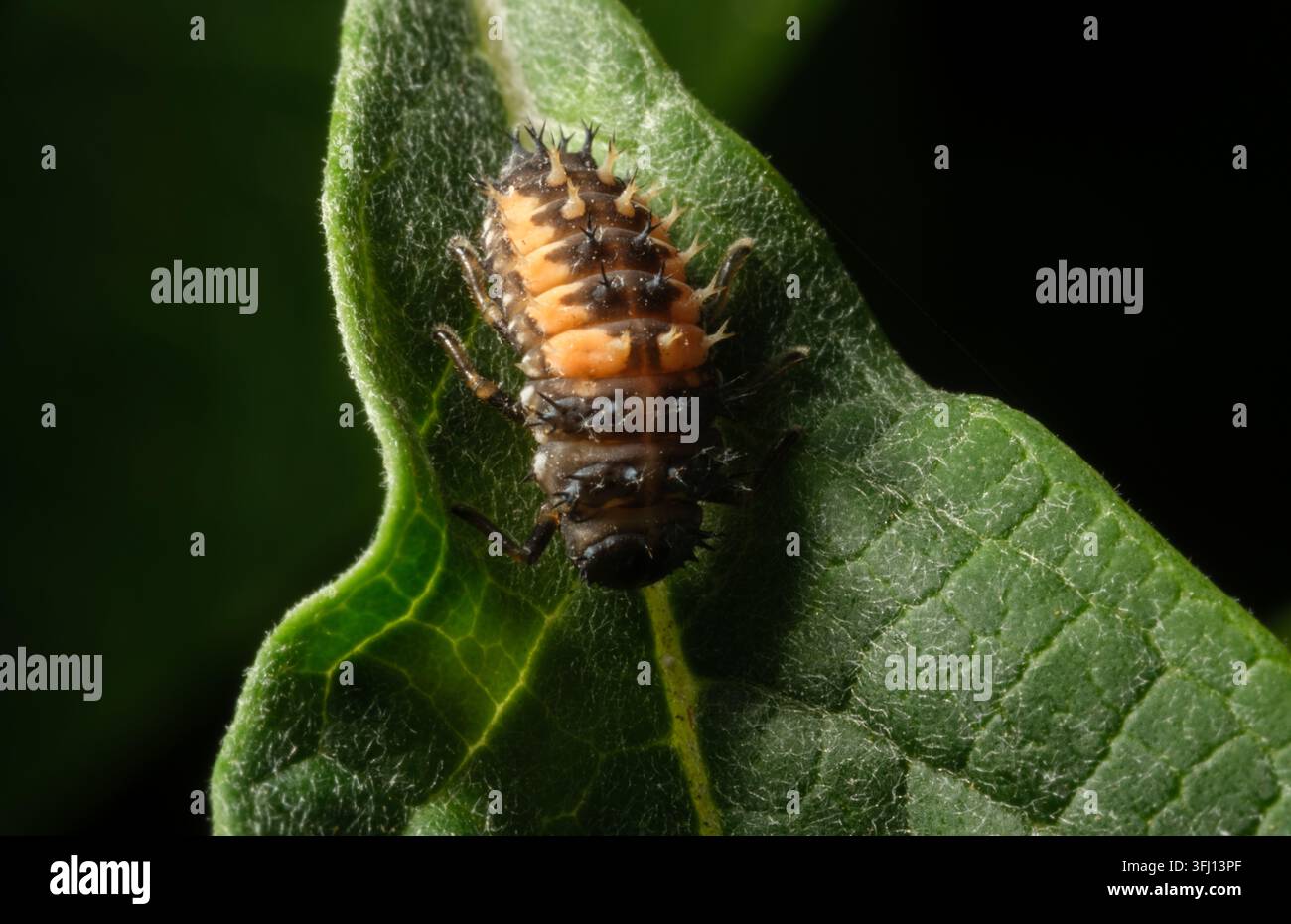 Foto macro di un primo piano di una pupa di larva di coccinella arlecchino su una foglia in un giardino nell'Hampshire, Inghilterra Foto Stock