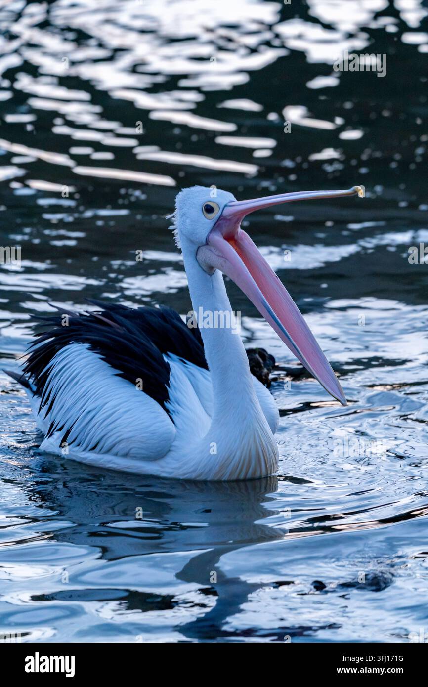 Pellicano australiano che apre il suo grande becco sulla riva del lago a Lakes Entrance, Victoria Foto Stock