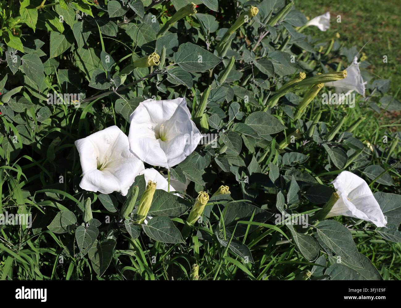 Cespuglio di Datura Innoxia, noto anche come fiore di luna o spina, con fiori e boccioli. Foto Stock