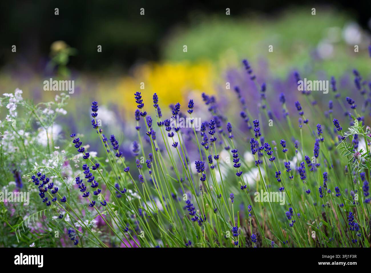 Lavandula angustifolia, comunemente nota come lavanda inglese o vera lavanda, con grappoli di fiori viola sottili che si innalzano sopra una foglia verde stretta. Foto Stock