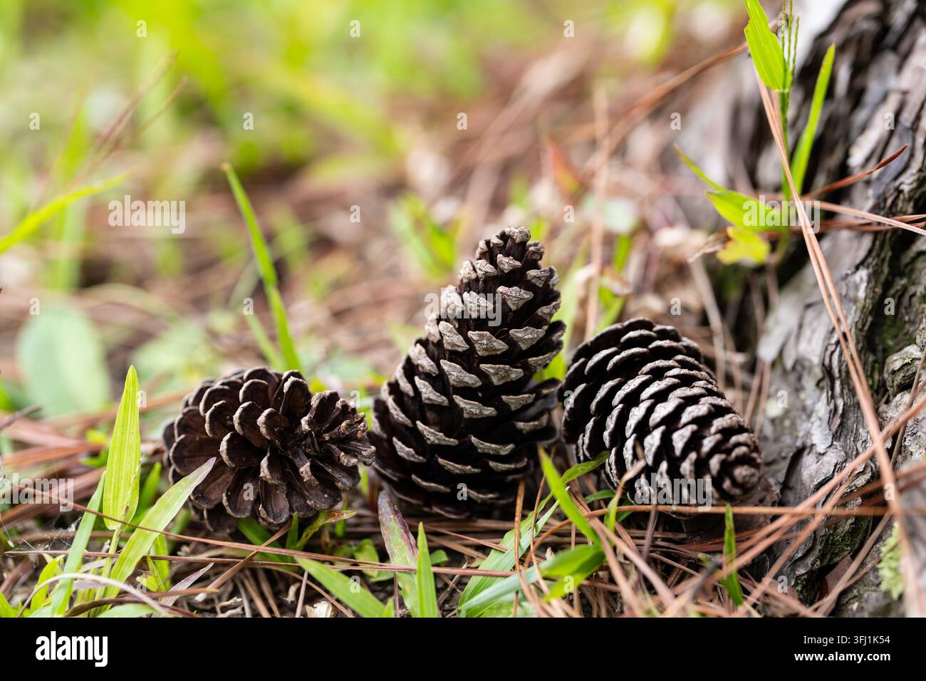 Tre pigne di dimensioni diverse riposano alla base di un tronco d’albero tra l’erba verde e gli aghi di pino caduti sul suolo della foresta Foto Stock