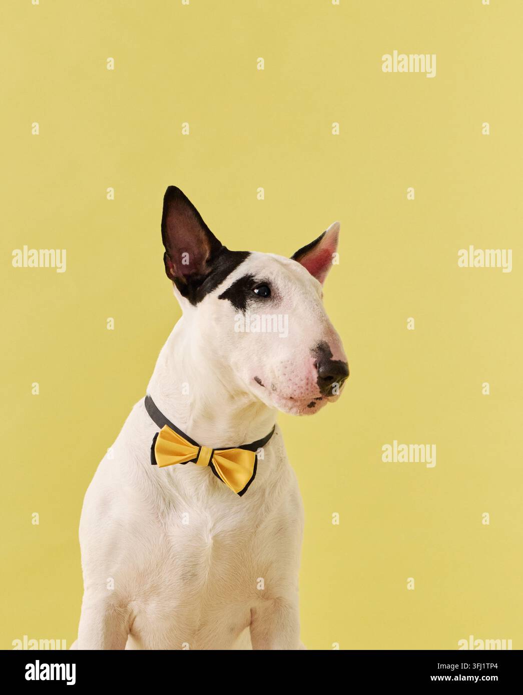 Il Bull Terrier bianco indossa un papillon giallo mentre posa su uno sfondo di studio coordinato. L’accessorio elegante conferisce all’animale di razza pura un tocco festoso e raffinato Foto Stock