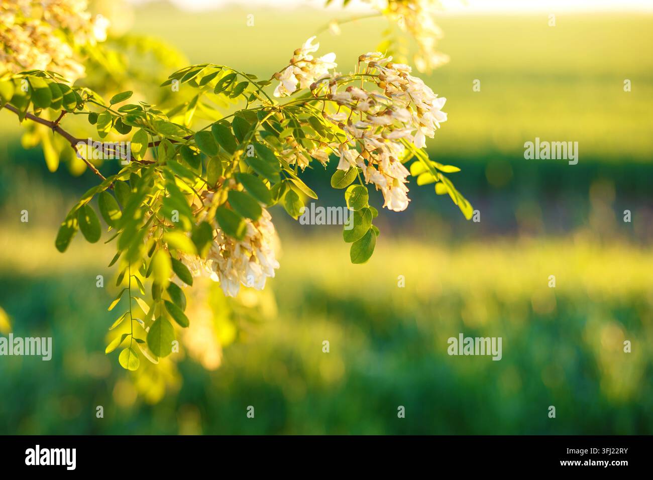 Fiori di acacia bianchi su un ramo nella luce dorata della sera Foto Stock