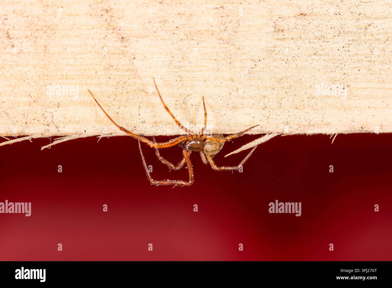 Ragnatela che riposa sotto una tavola di legno. Un forte contrasto di colori tra il legno pallido e lo sfondo rosso intenso crea una macro della fauna insolita Foto Stock
