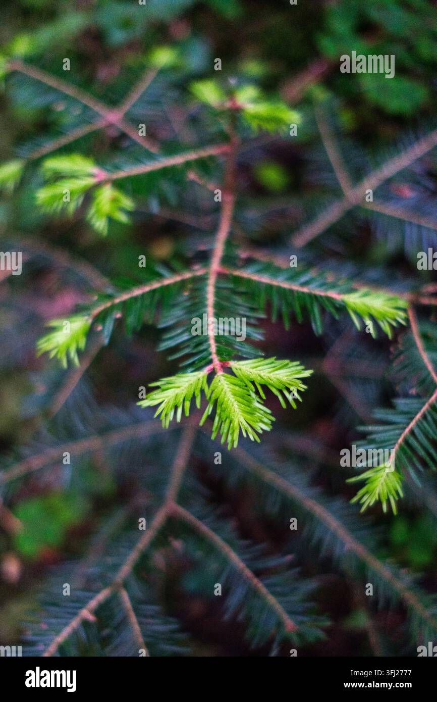 Primo piano di un abete (Abies sp., famiglia Pinaceae) che mostra nuovi germogli primaverili verde chiaro freschi e aghi più scuri maturi appiattiti nella foresta che circonda una Foto Stock