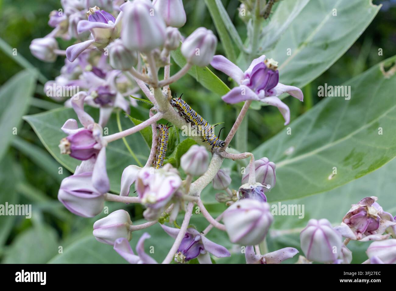 Close-up ad alta risoluzione che cattura una singolare crisalide a motivi striati che si muove su petali di fiori tropicali viola corona in un prato selvatico Foto Stock