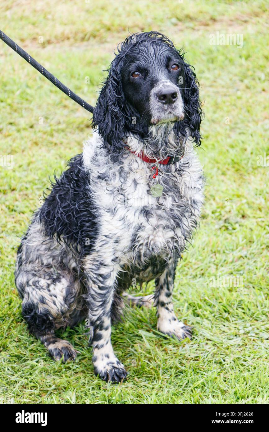 Un English Springer Spaniel bianco e nero seduto all'aperto al guinzaglio Foto Stock