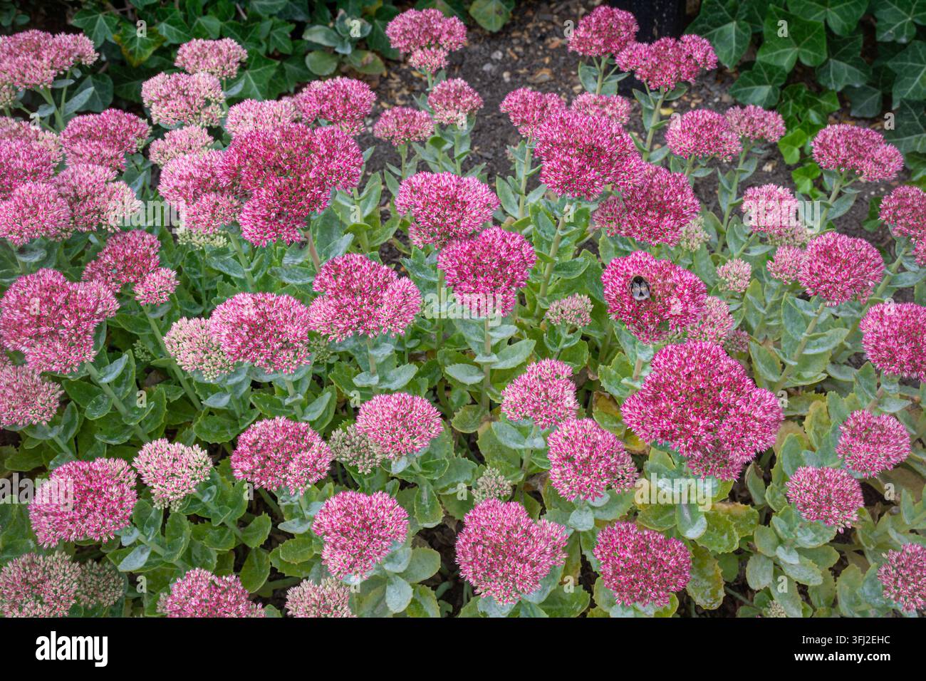 Fiori rosa di piante di Sedum (Hylotelephium) in un'aiuola, piante succulente perenni resistenti alla siccità, Inghilterra, Regno Unito Foto Stock