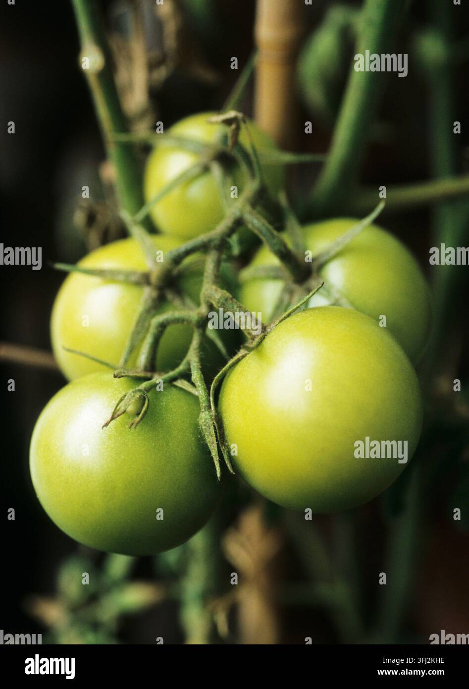 Pomodori acerbi sulla vite Foto Stock
