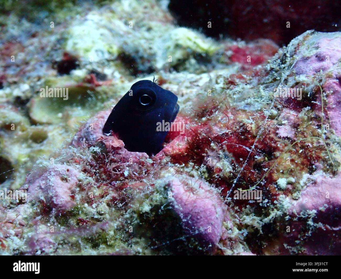 Fase scura del lipide bicolore Ecsenius bicolor che emerge da una cavità su una barriera corallina tropicale Foto Stock