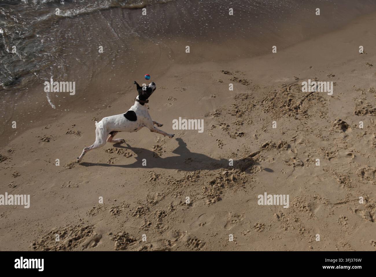 Un cane insegue una palla lungo la spiaggia, a Tel Aviv, Israele, nel settembre 2026. Foto di Raquel G. Frohlich. Foto Stock