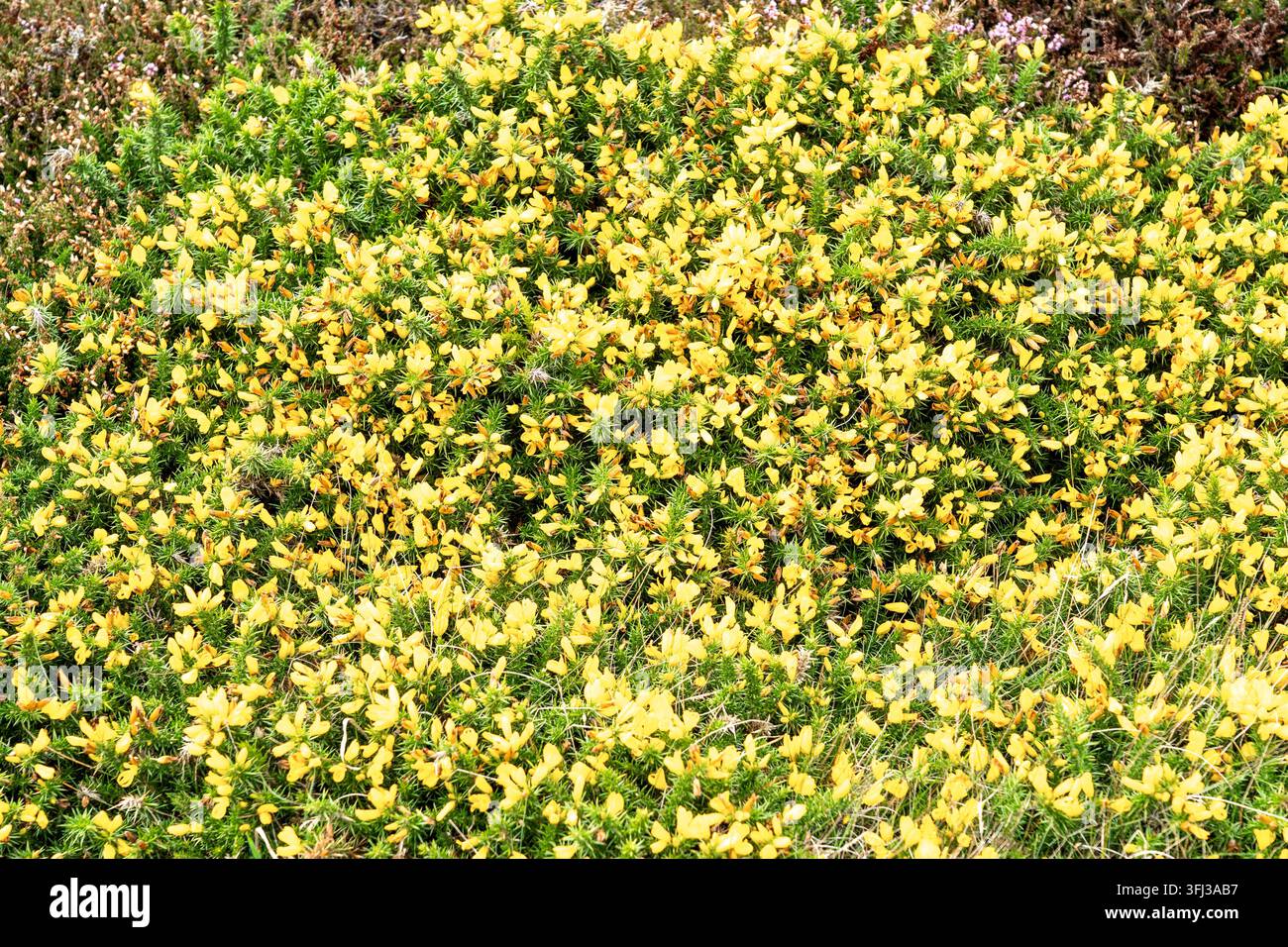 Fiori di ginestra gialla Fabaceae in primo piano astratto Foto Stock