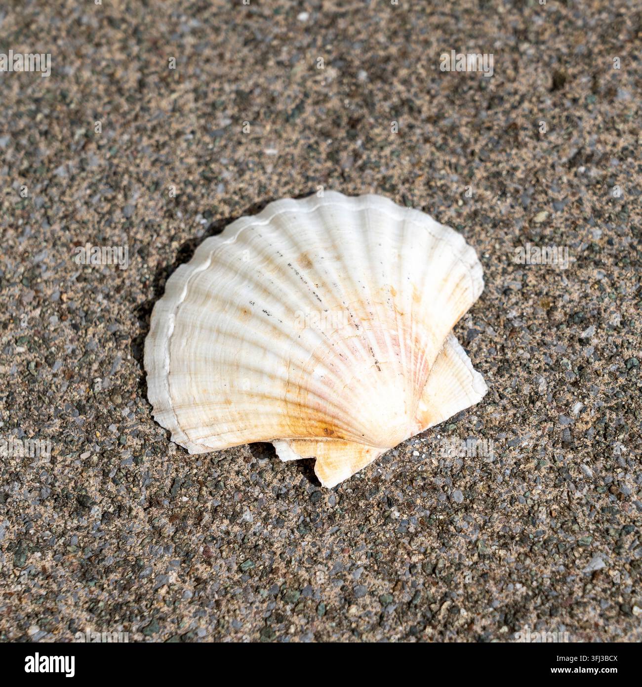Conchiglia di capesante lasciata su un muro Foto Stock