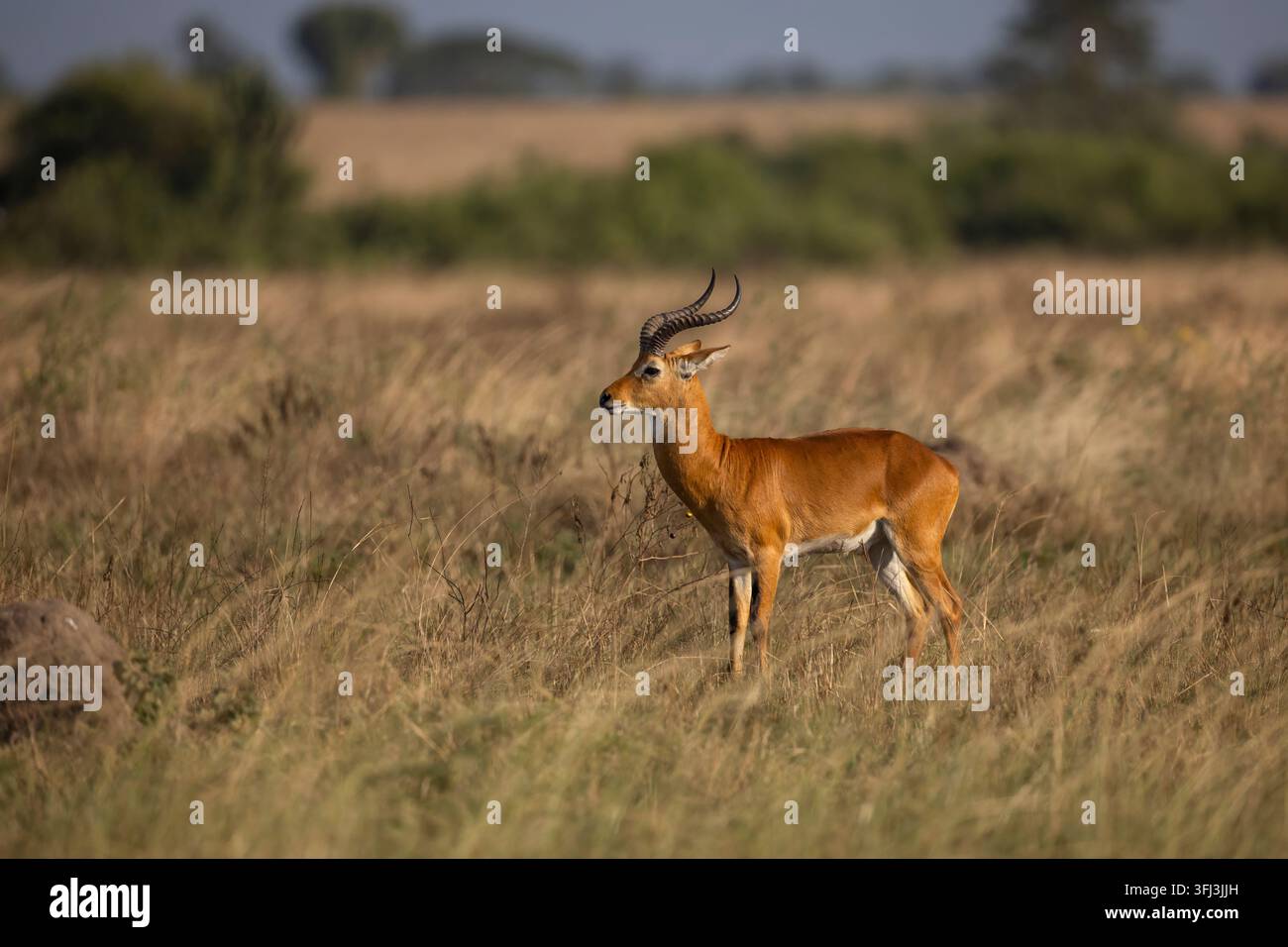 Un waterbuck di Thomson (Kobus ellipsiprymnus thomasi) in piedi pacificamente nell'alto erba della savana ugandese, circondato dalla bellezza naturale di Foto Stock