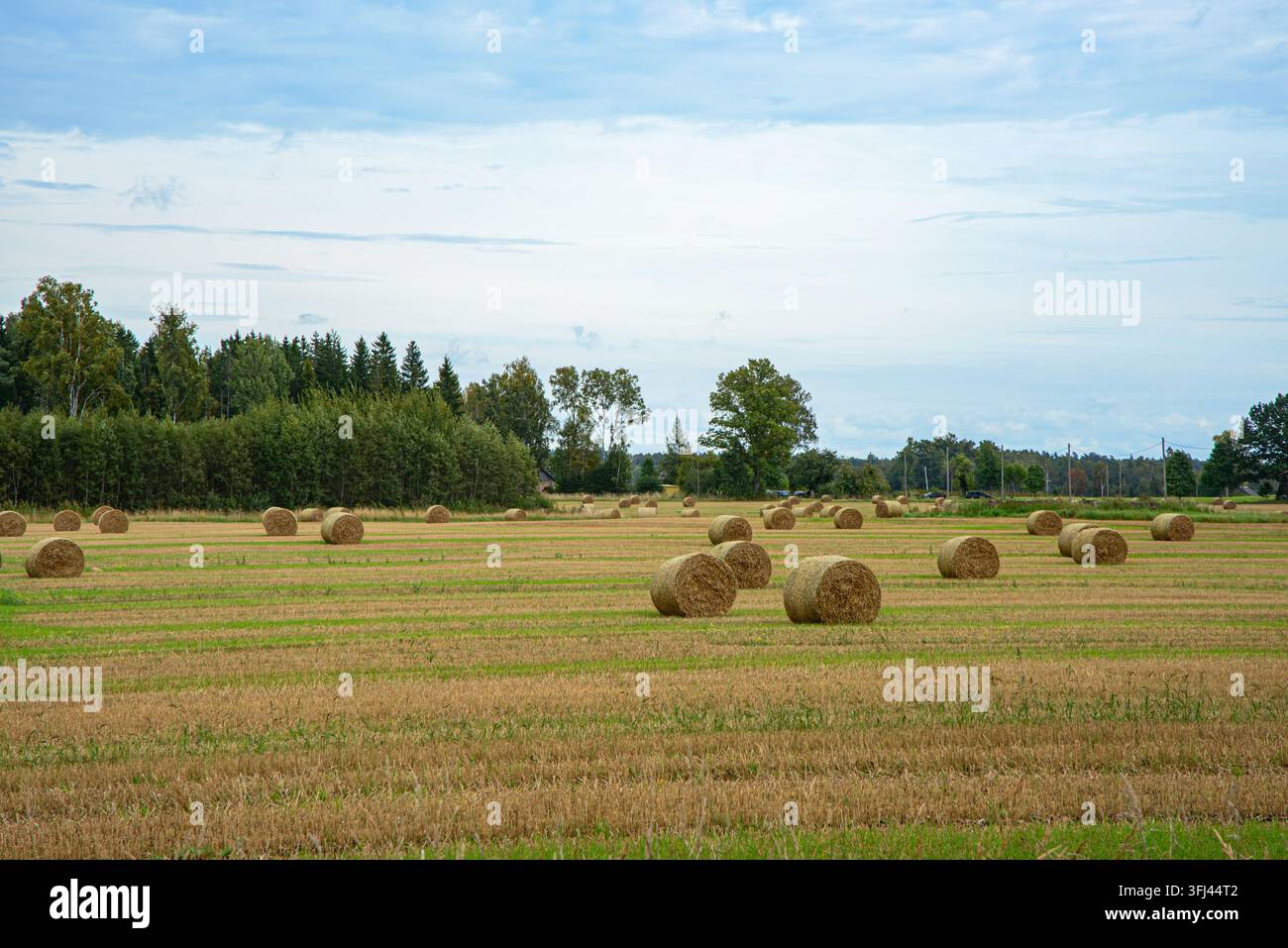 Un vasto campo raccolto cosparso di balle di fieno rotonde, circondato da alberi verdi sotto un cielo estivo luminoso e nuvoloso. Foto Stock
