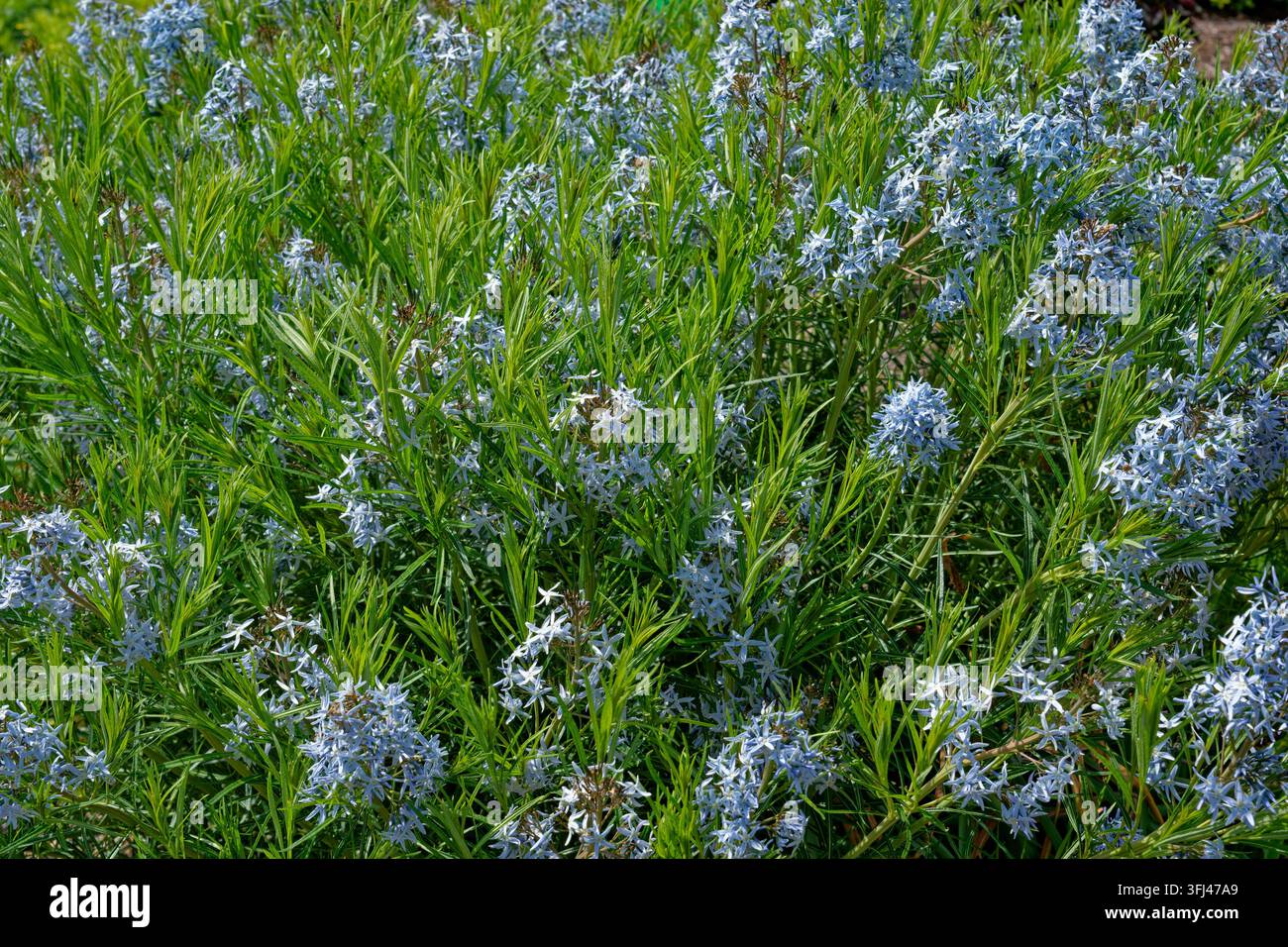 Vista ravvicinata di un cespuglio di amsonia o nome comune stelle blu a foglie filiformi con grappoli di piccole fiori blu veri in fiore e fogliame filiforme Foto Stock