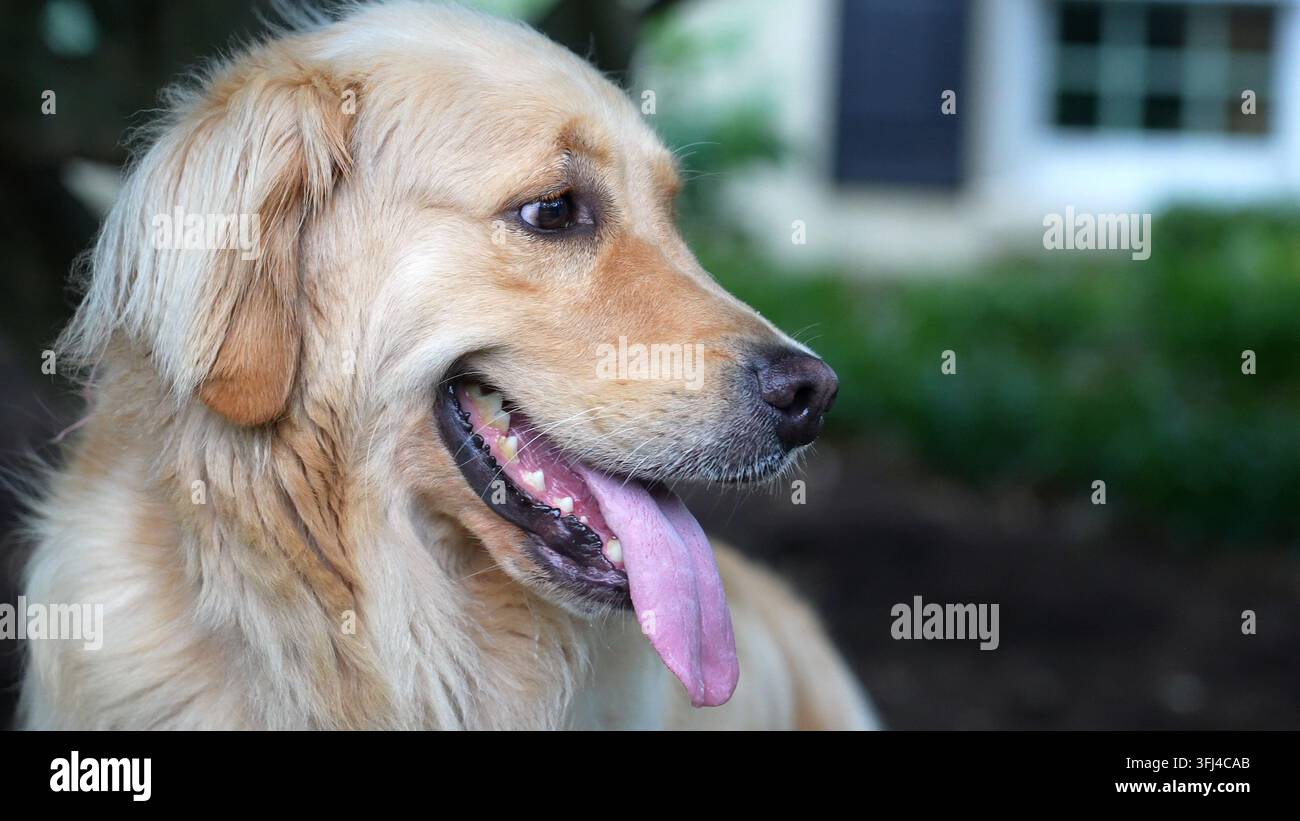 Carino Golden retriever in primo piano. Video di alta qualità di un cane che ansima, Lititz, Pennsylvania. Foto Stock