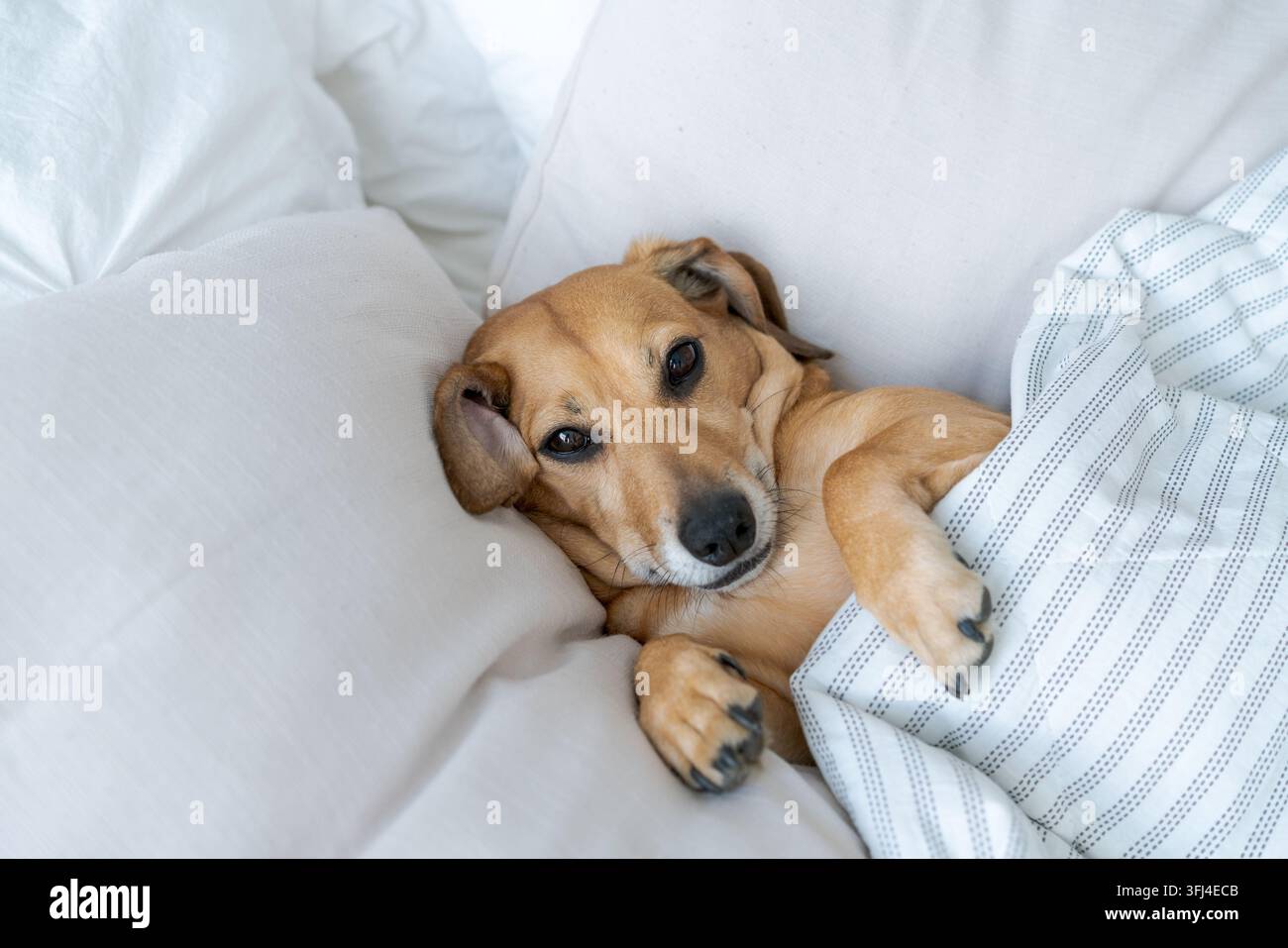 Cane marrone che riposa su un cuscino sotto un piumino a casa Foto Stock