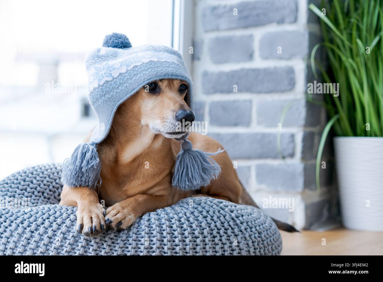 Ritratto carino di cane con un cappello invernale lavorato a maglia per la moda per animali Foto Stock