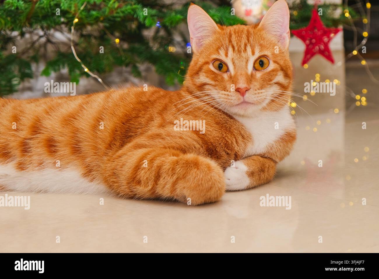 Gatto zenzero e bianco che si rilassa accanto a un albero di Natale decorato con luci scintillanti, creando un'atmosfera natalizia accogliente e tranquilla a casa Foto Stock
