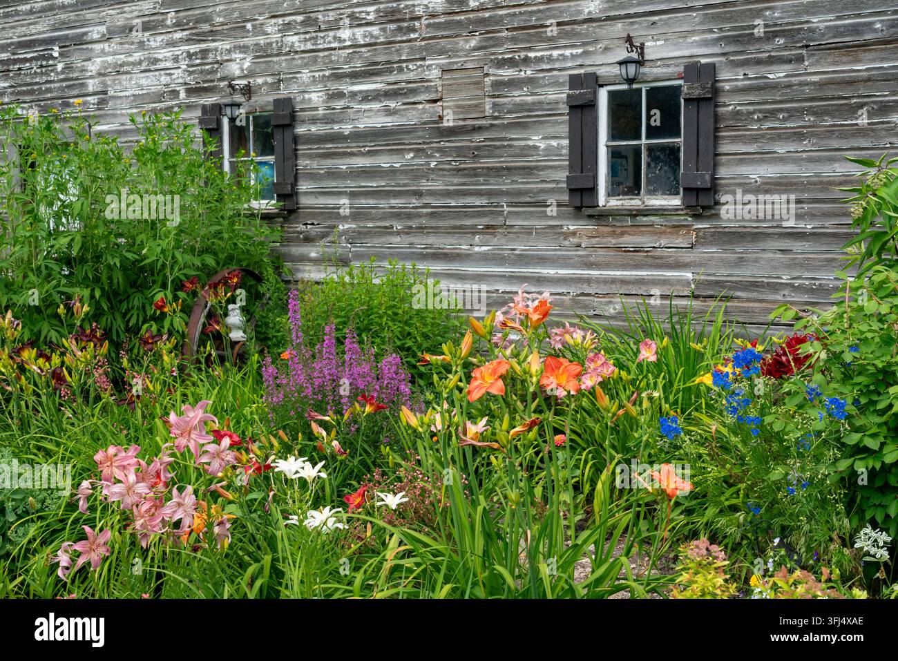 Un giardino fiorito accanto a un fienile a Blumenfeld, Manitoba, Canada. Foto Stock