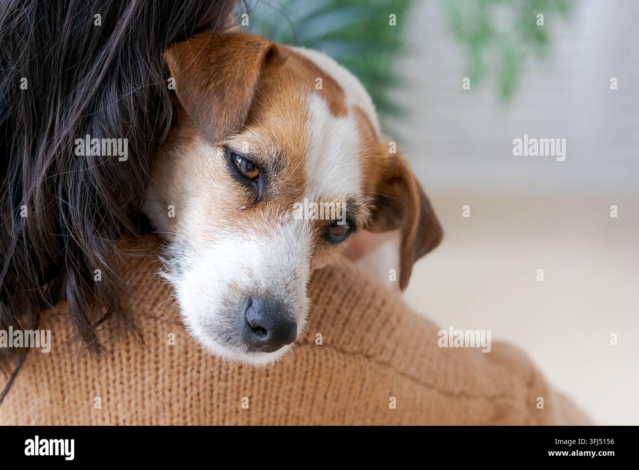 Ritratto di un simpatico cane Terrier con muso e occhi color crema Foto Stock