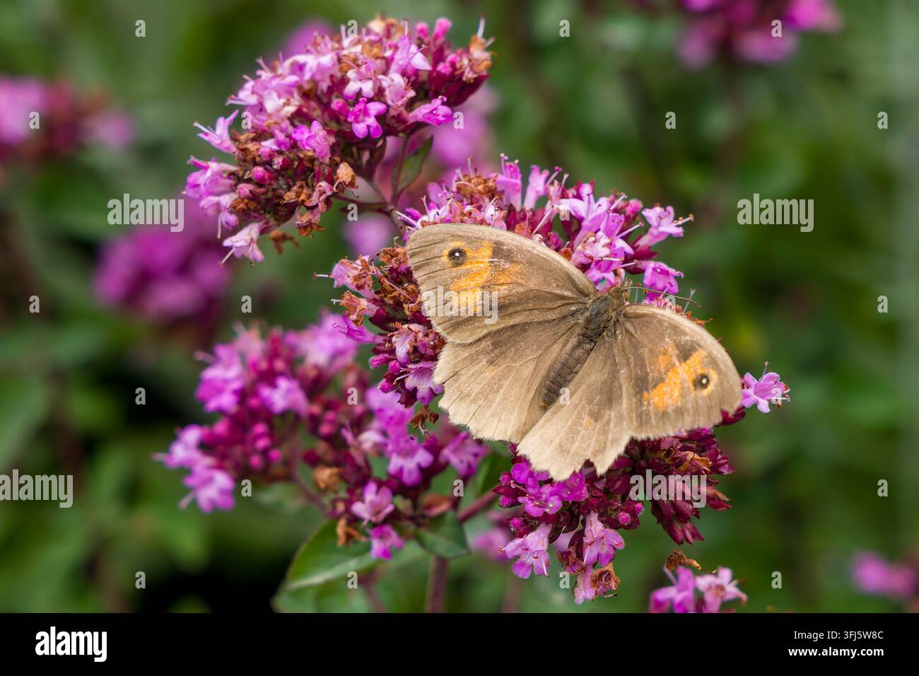 Farfalla Gatekeeper, Pyronia tithonus, a riposo con le ali aperte su fiori di majorana selvatica rosa in un contesto di giardino estivo, vista macro Foto Stock