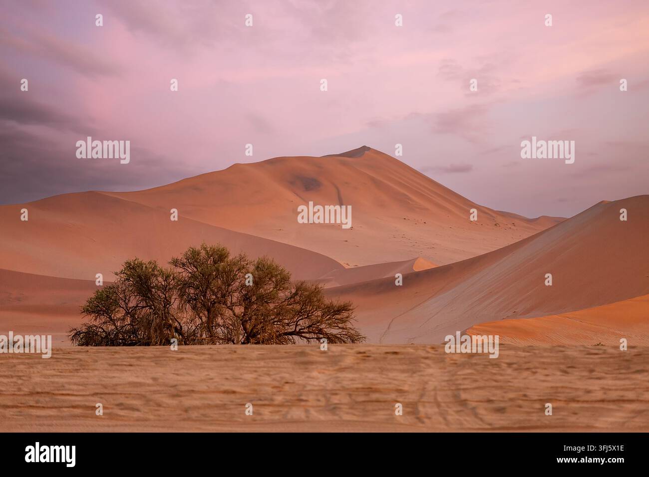 Dune di sabbia rossa e vegetazione desertica al crepuscolo nel deserto del Namib, Namibia Foto Stock