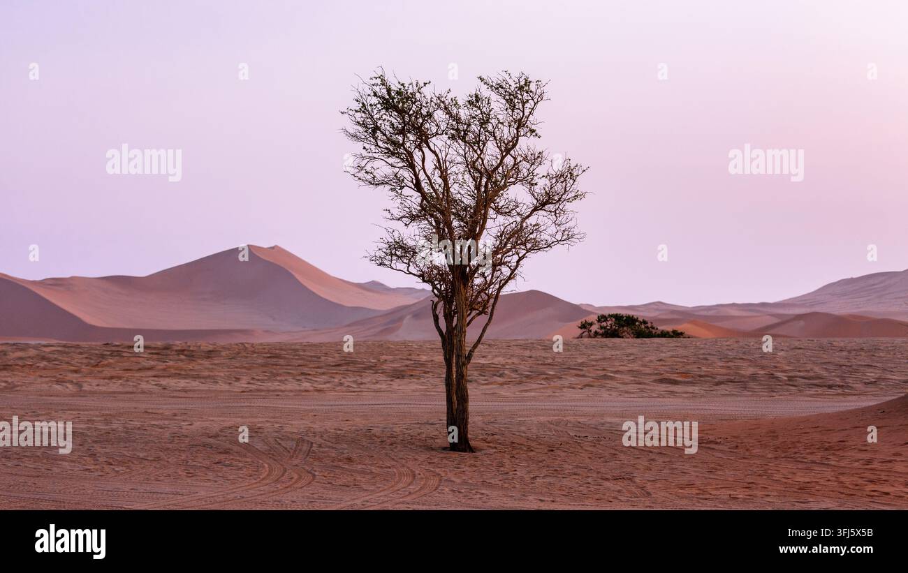 Albero solitario circondato da dune di sabbia rossa nel deserto di Namib, Namibia Foto Stock