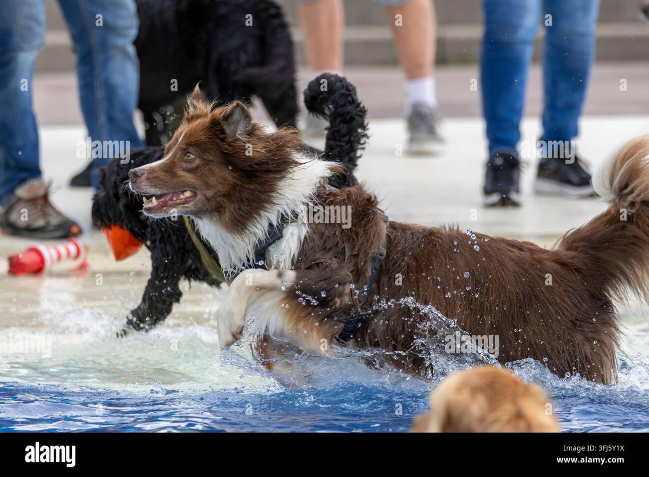 Mentre i cani nuotano, diversi cani corrono nell'acqua bassa della piscina a onde di Reutlingen. I visitatori osservano i loro animali dal bordo della piscina Foto Stock