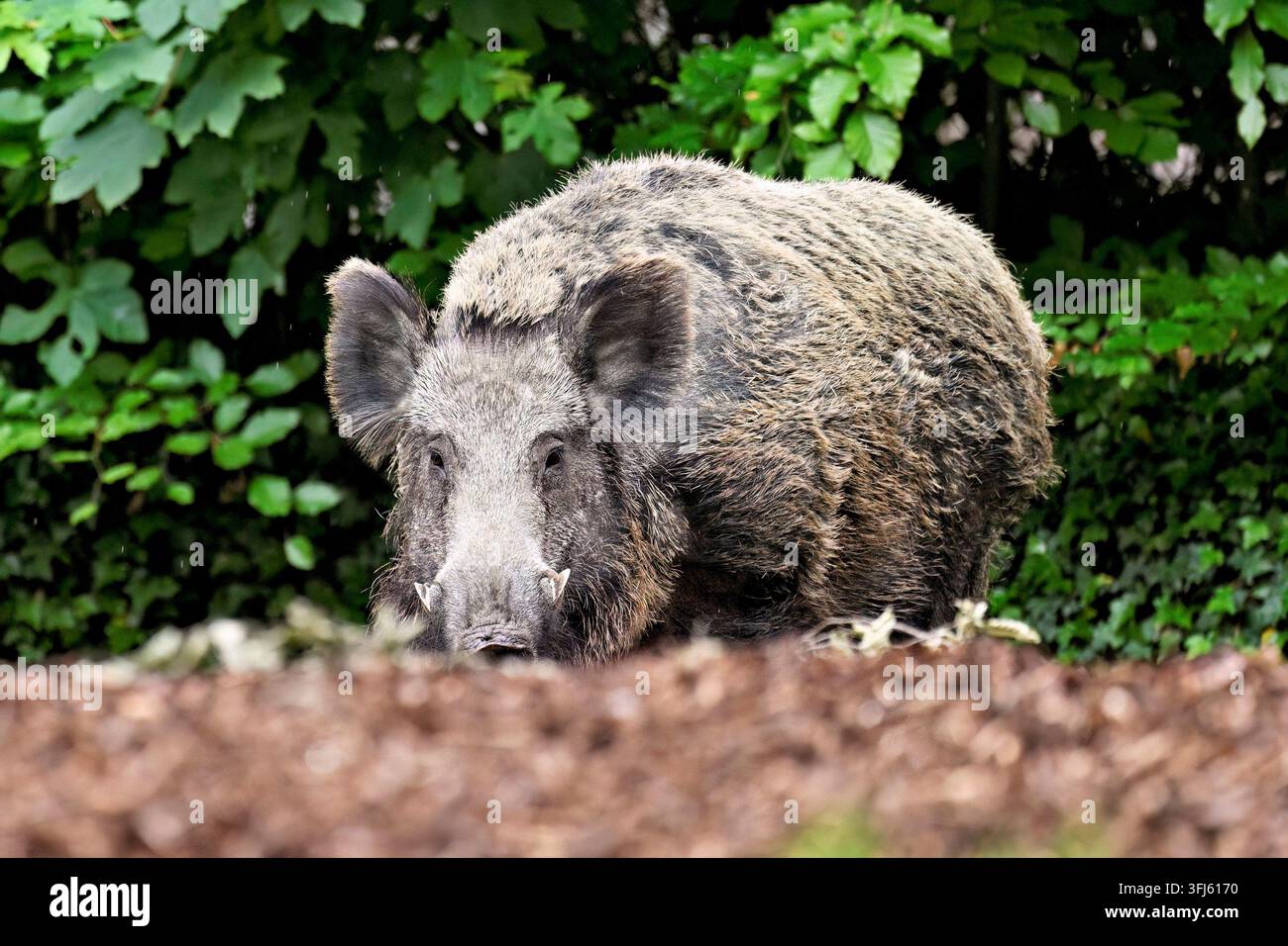 Cinghiale (Sus scrofa), una scrofa in piedi ai margini della foresta, in cattività, Svizzera Foto Stock