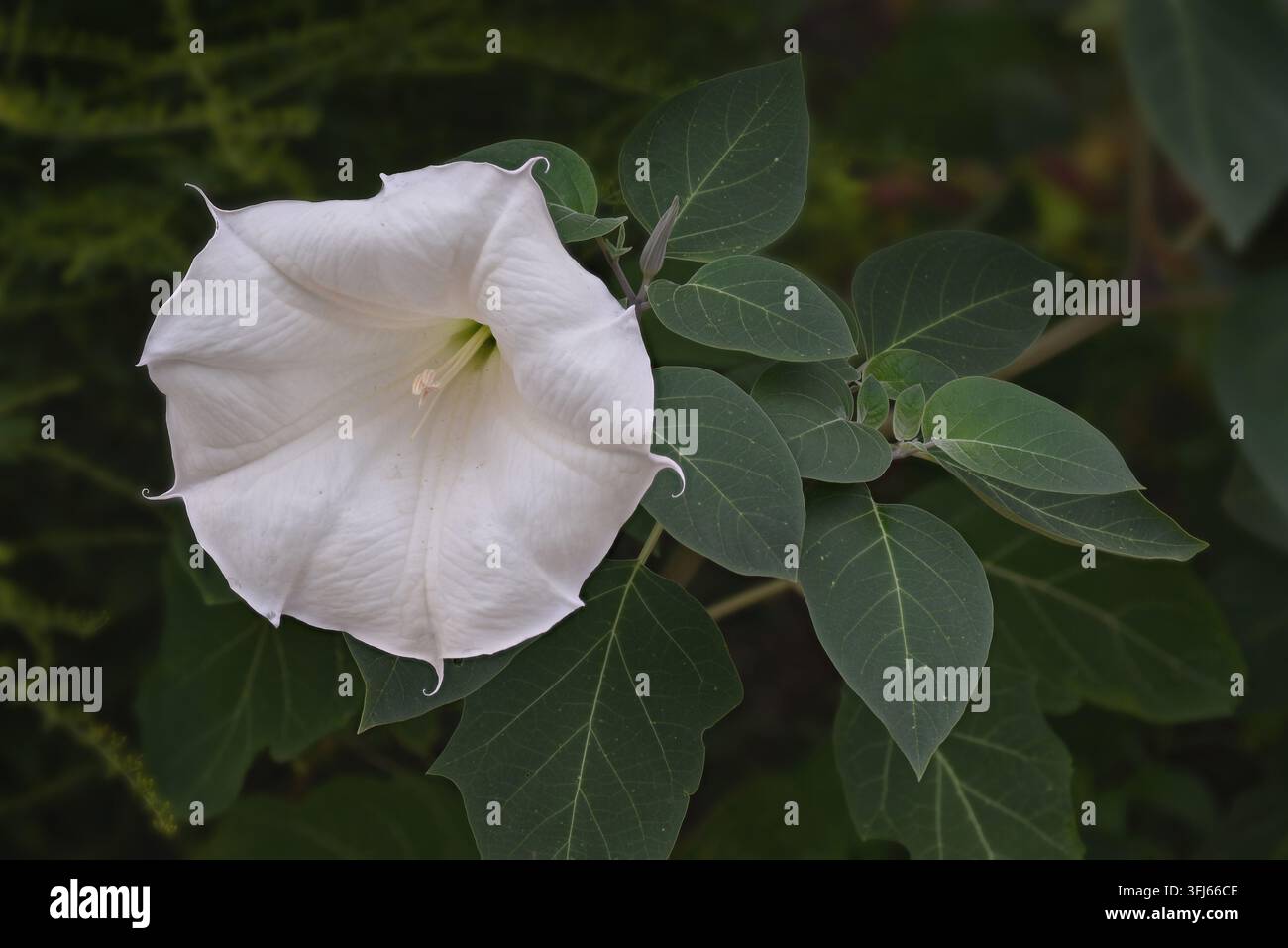 Datura Innoxia, nota anche come Tromba del diavolo, Tromba anglica, Fiore di luna, Mela spinosa, Cardo spinoso e molti altri nomi, è una pianta altamente tossica e allucinogenica Foto Stock