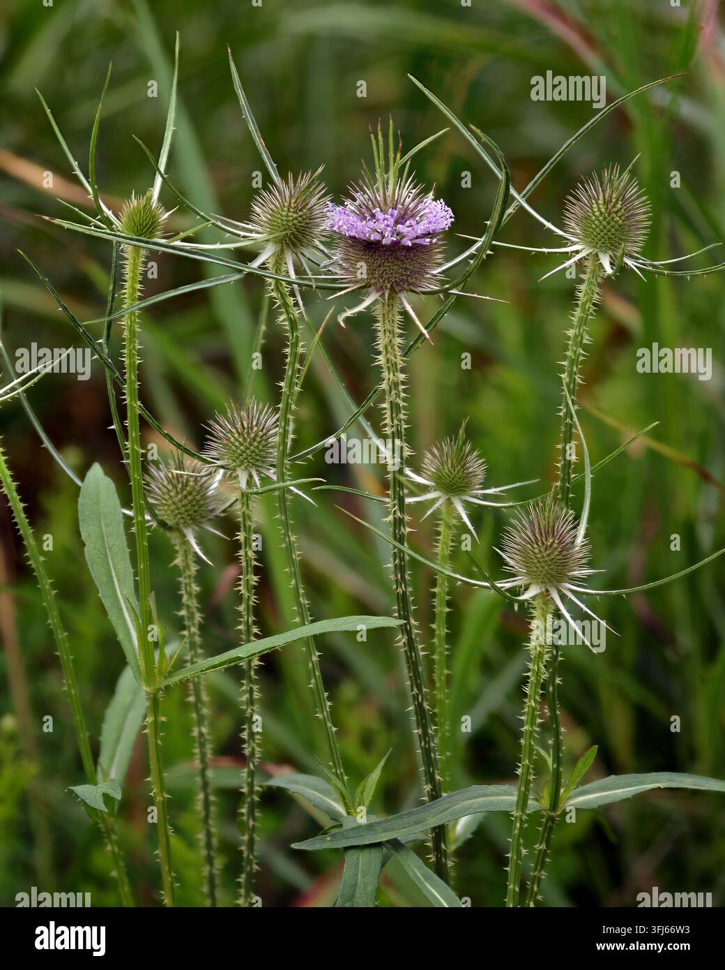 Cardo selvatico (Dipsacus Fullonum) che fiorisce bene prima di essere maturo con sfondo naturale sfocato. Una varietà coltivata (cardo fuller) usata storicamente Foto Stock