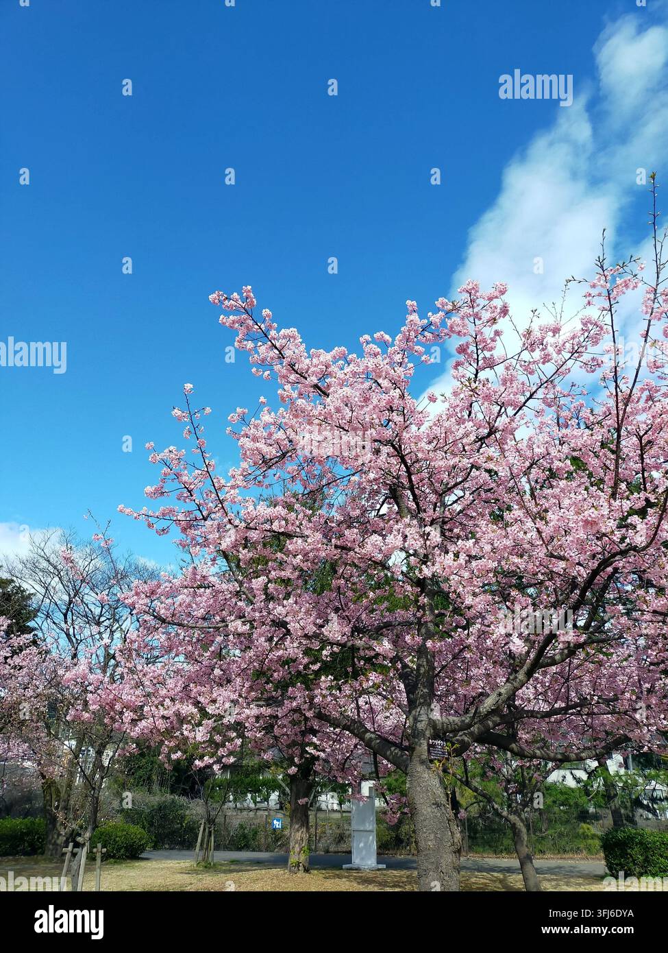 Bellissimi alberi di ciliegio rosa in piena fioritura sotto un cielo blu terso con nuvole bianche. Questo paesaggio primaverile scenografico cattura la bellezza serena Foto Stock