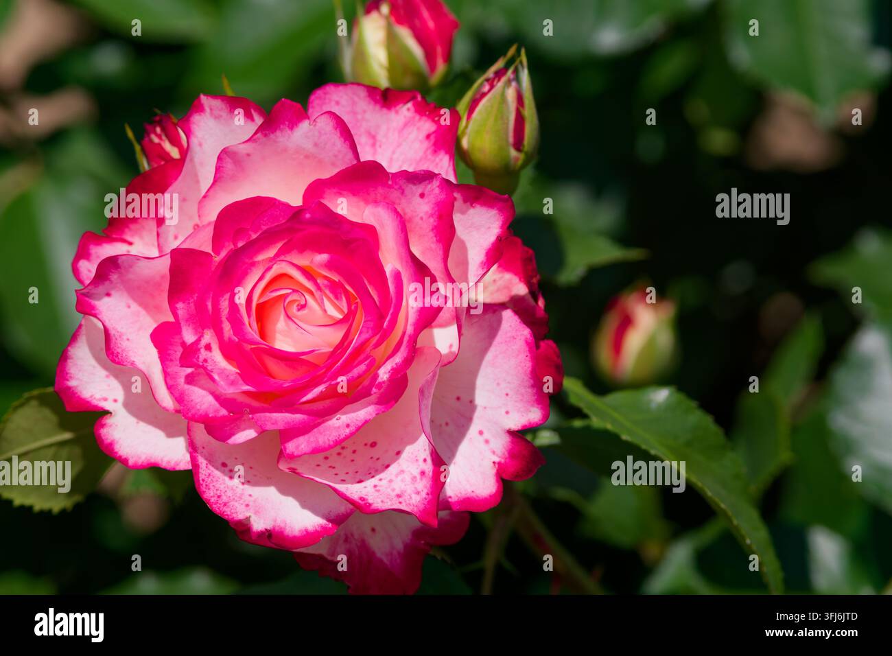 Rose rosa e bianche vibranti che fioriscono abbondantemente tra una vegetazione lussureggiante. Questo sfondo botanico fresco porta l'essenza vivace di un giardino primaverile a Foto Stock