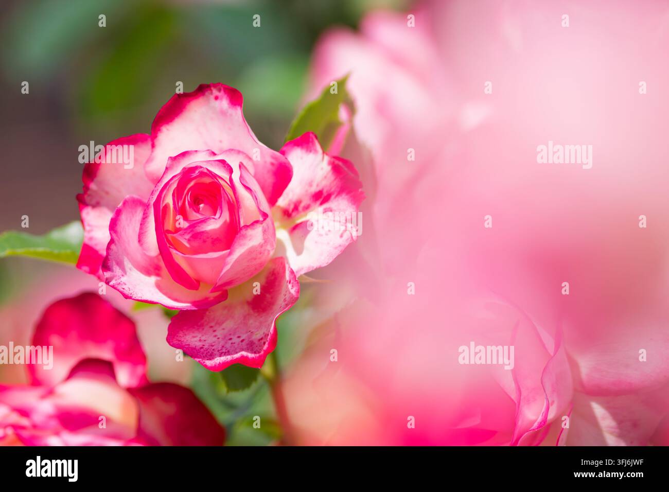 Delicate rose rosa catturate con una bassa profondità di campo, creando un effetto acquerello onirico. Uno sfondo floreale romantico per un interno elegante Foto Stock