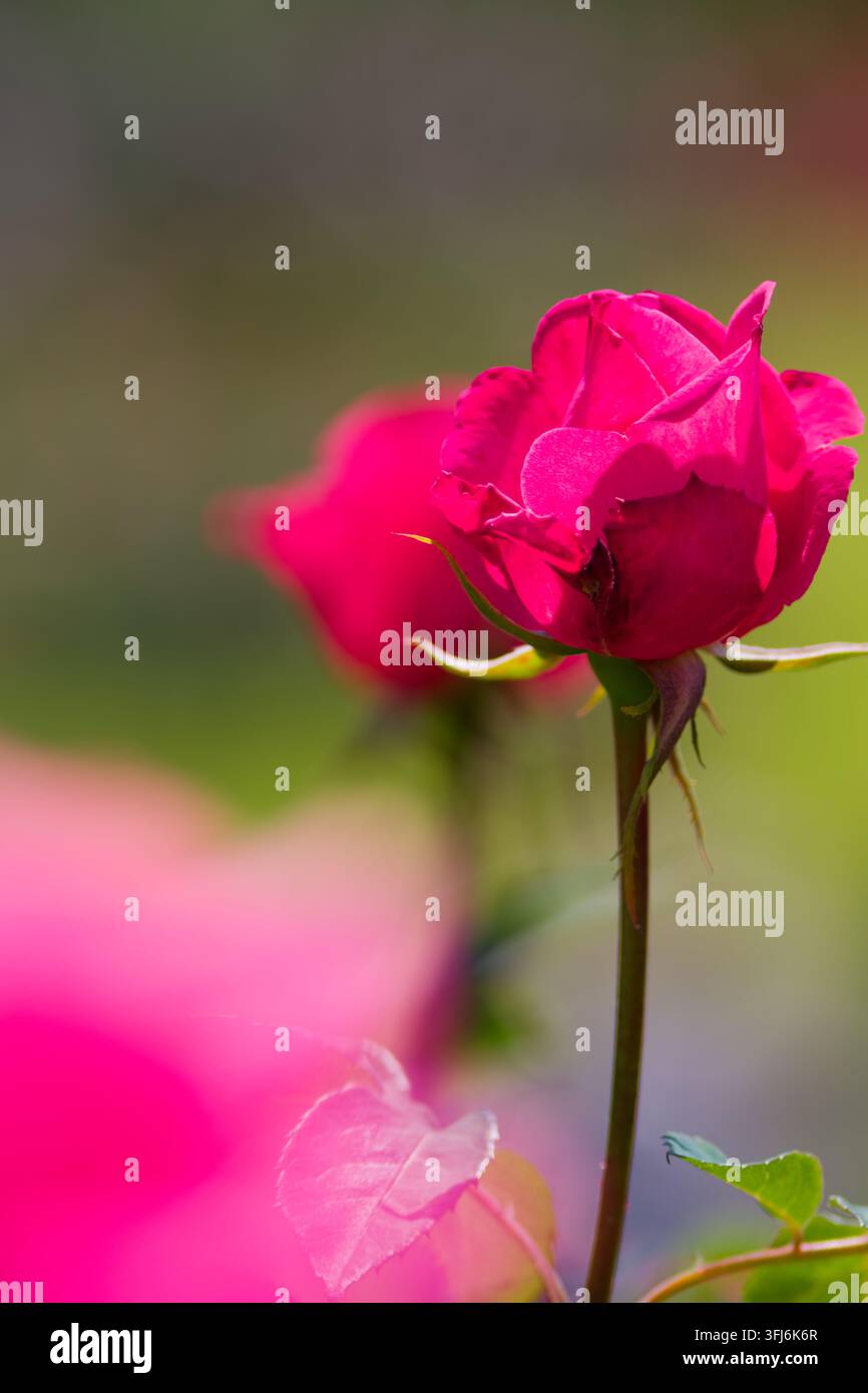 Due bellissime rose rosa intenso che si inclinò l'una verso l'altra in un giardino lussureggiante con un effetto di sfocatura morbida e sognante. Questa scena floreale intima trasmette perfettamente Foto Stock