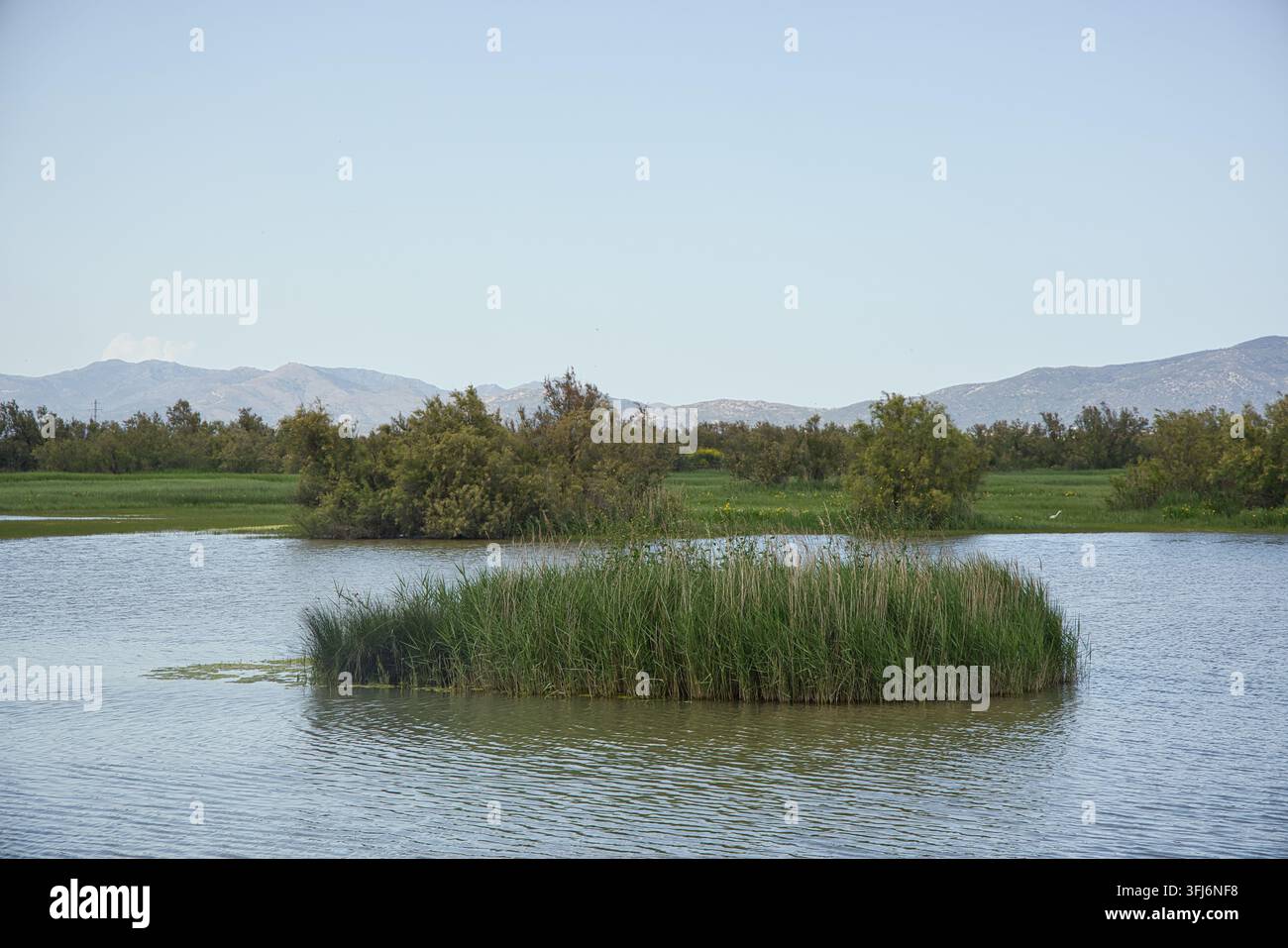Paesaggio di palude d'acqua dolce ad Aiguamolls de l’Empordà, Catalogna, Spagna Foto Stock
