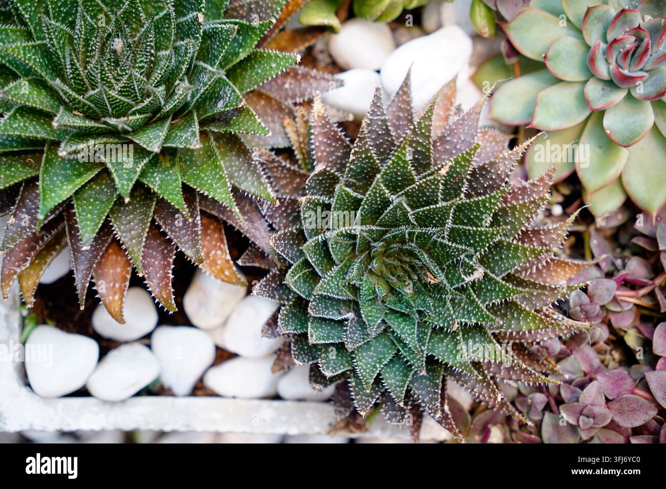 Aale di pizzo coltivato al coperto su terreno perlito con altre succulente Foto Stock