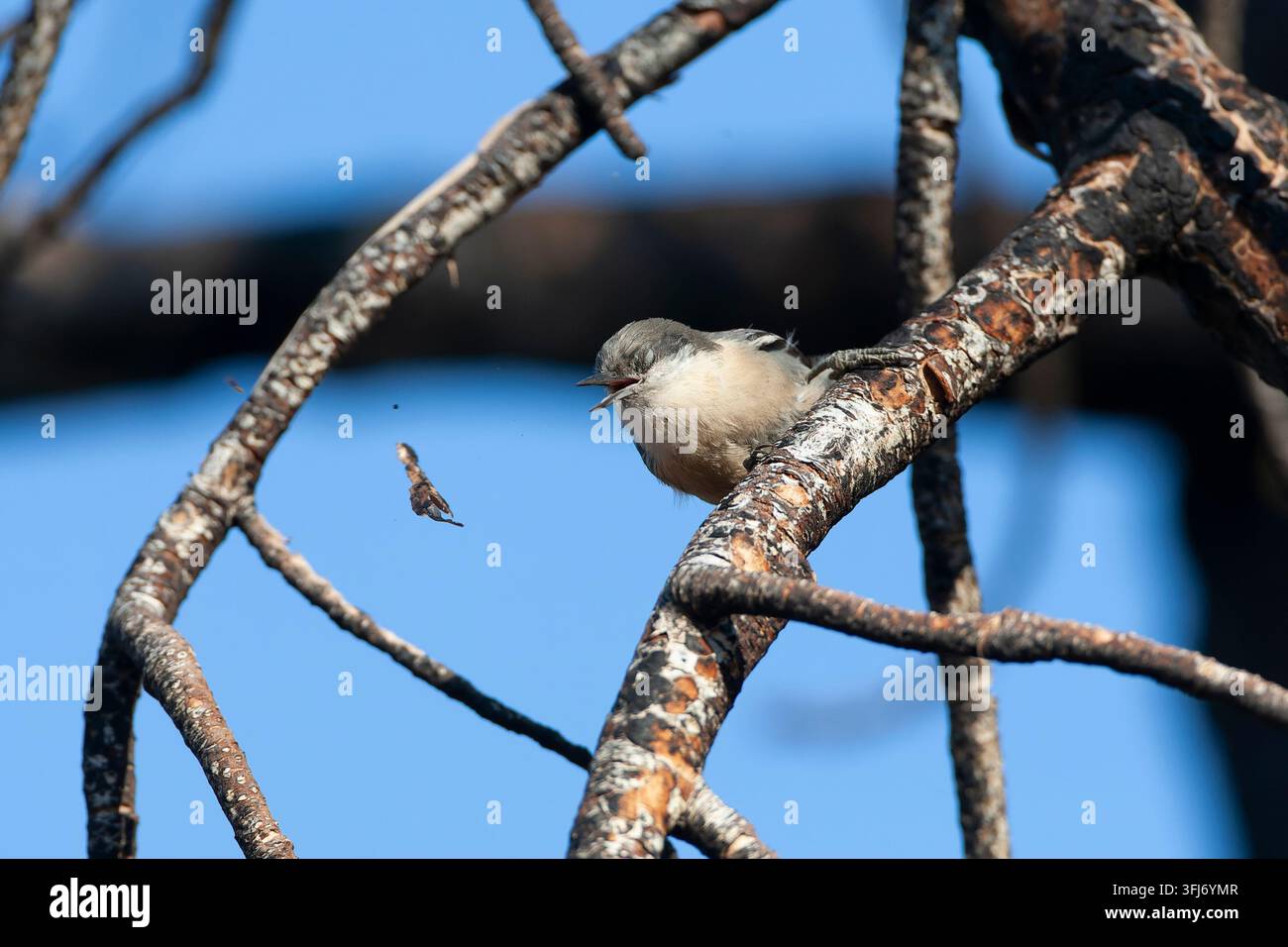 Pygmy Nuthatch, Sitta pygmaea, nella foresta a sud del lago Mono, USA. Foto Stock